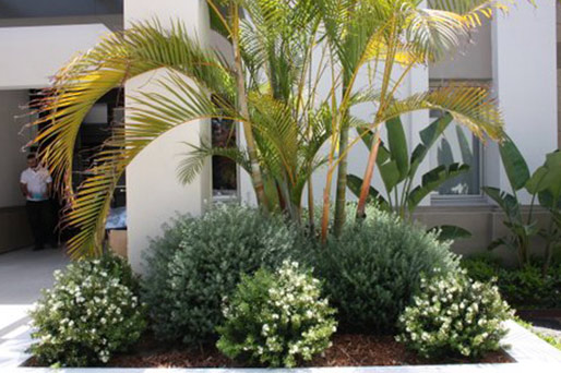 jardin palmeras